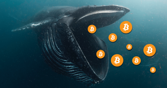 bitcoin-whale-849x450.png