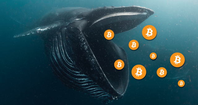 bitcoin-whale-849x450nhnh.png