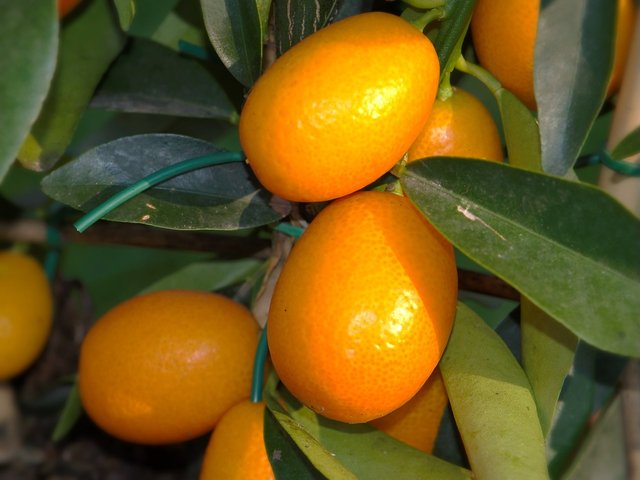 citrus-5018408_1280.jpg