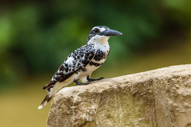 Pied Kingfisher (Ceryle rudis).jpg