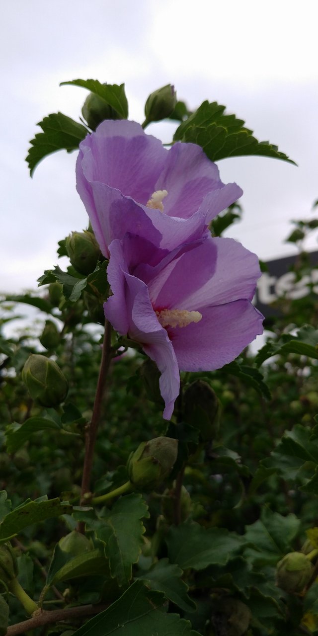 roseofsharon2ok.jpg