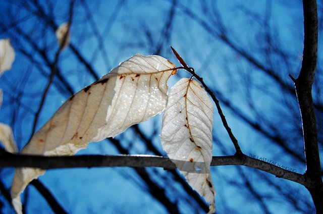 the last leaf hanging .jpg