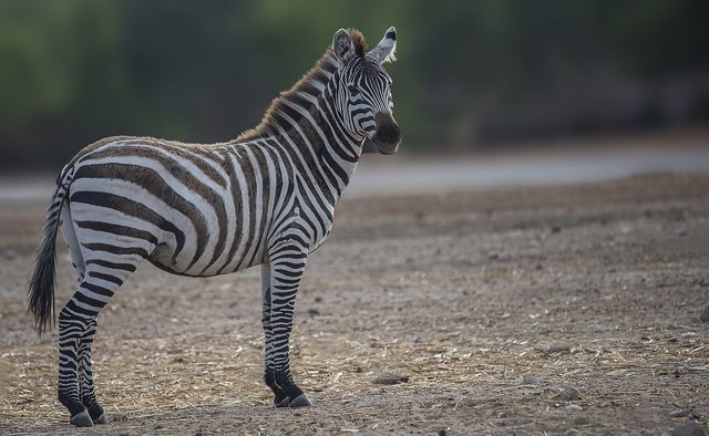 zebra-5220420_1280.jpg