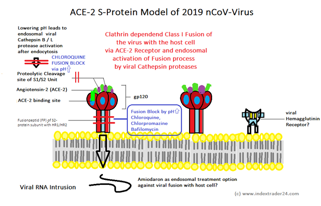 Virus Membran Schema native ACE2 S Protein nCoV Model HE Rezeptor Clathrin Chloroquine ph Bafilmycin.png