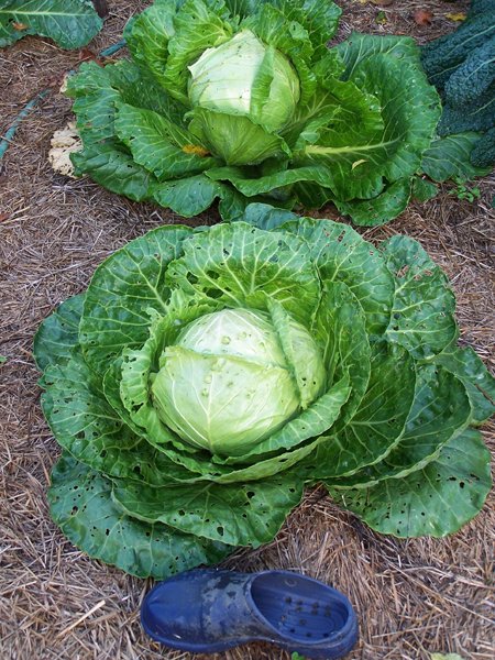 Big garden - cabbage1 crop Aug. 2018.jpg