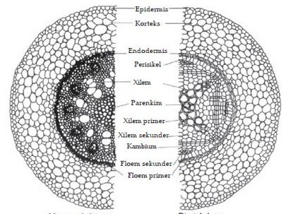 Struktur-akar-tanaman-monokotil-dan-dikotil.jpg