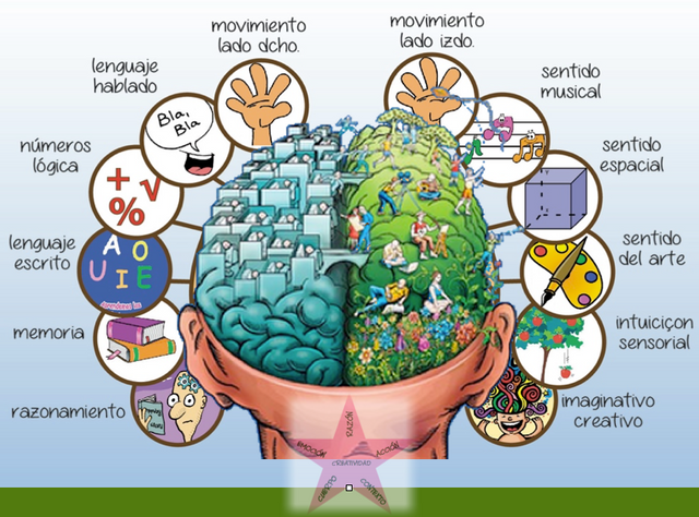 hemisferios-cerebrales.png