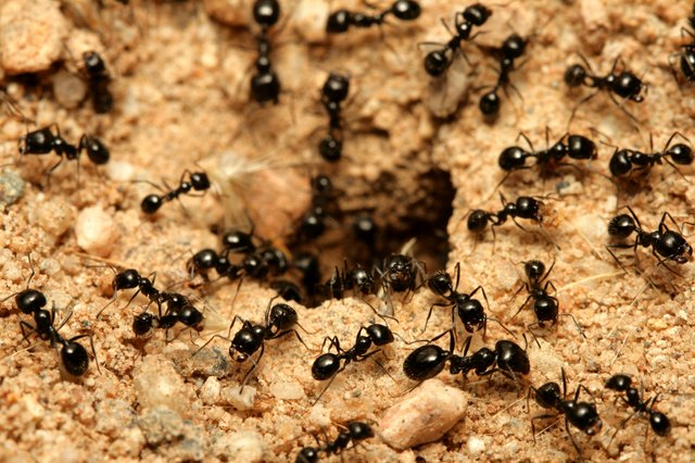 eliminate-ants-carpenter-ants.jpg
