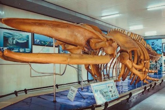 Humpback Whale Skeleton.jpg