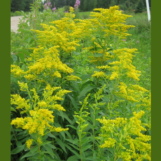 close up of stand of goldenrod  by road.JPG