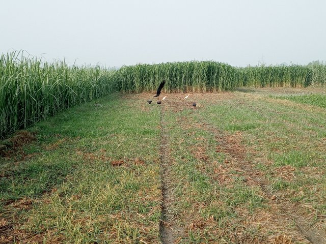 20210625_073936.jpg