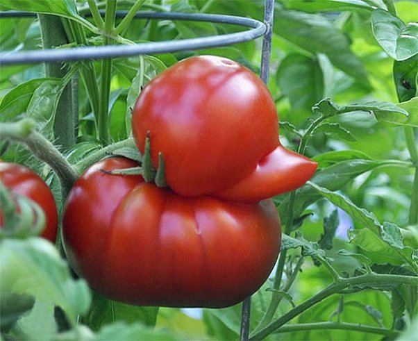 A Duck faced Tomato.jpg