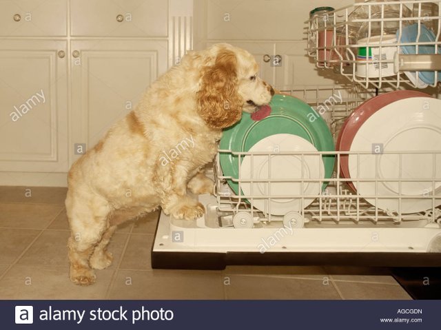 cocker-spaniel-dog-licking-plates-in-dishwasher-AGCGDN Courtesy Alamy stock photos.jpg