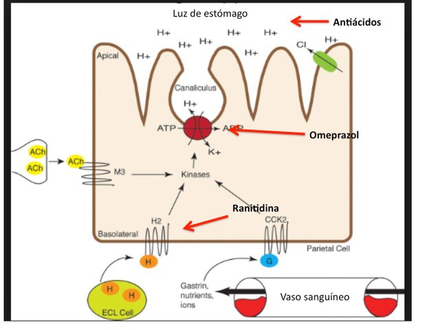 funcion de los inhibidores bombas de protones.jpg