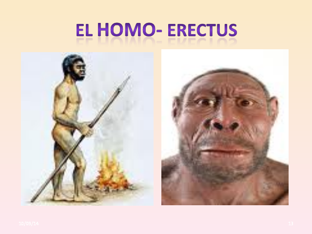 El Homo erectus.png