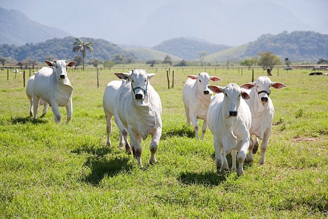 cows-5671260_1280.jpg