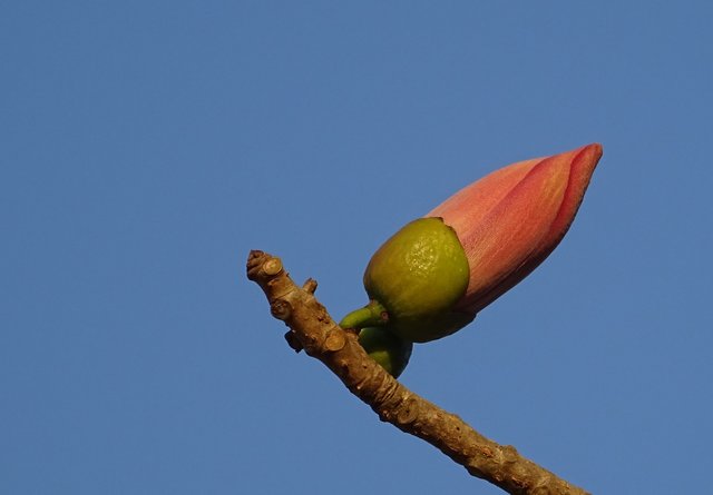 bud-2079687_1920.jpg