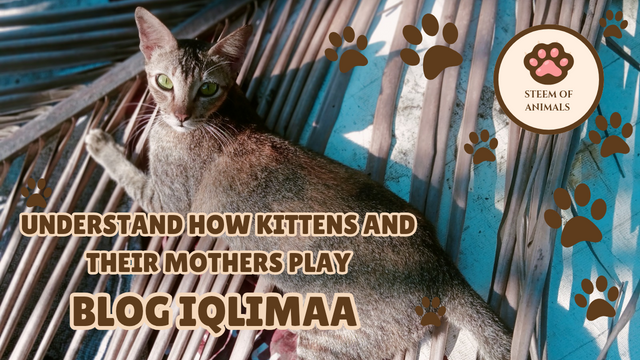 Cokelat Simpel Mengenal Karakter Kucing Youtube Thumbnail_20250610_150138_0000.png