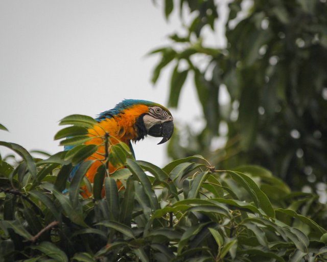 guacamaya.jpg