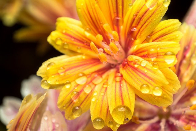 13-06-2018-raindrops-lewisia-06206.jpg