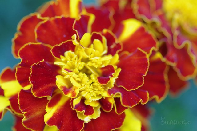 f 1 french marigold.jpg