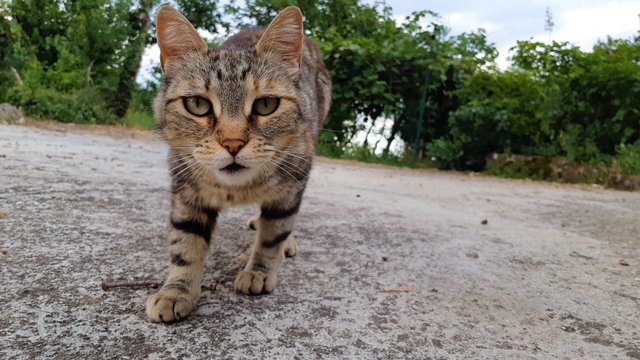 curious cat in my garden.jpg