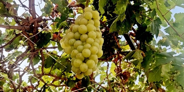 uvas.jpg