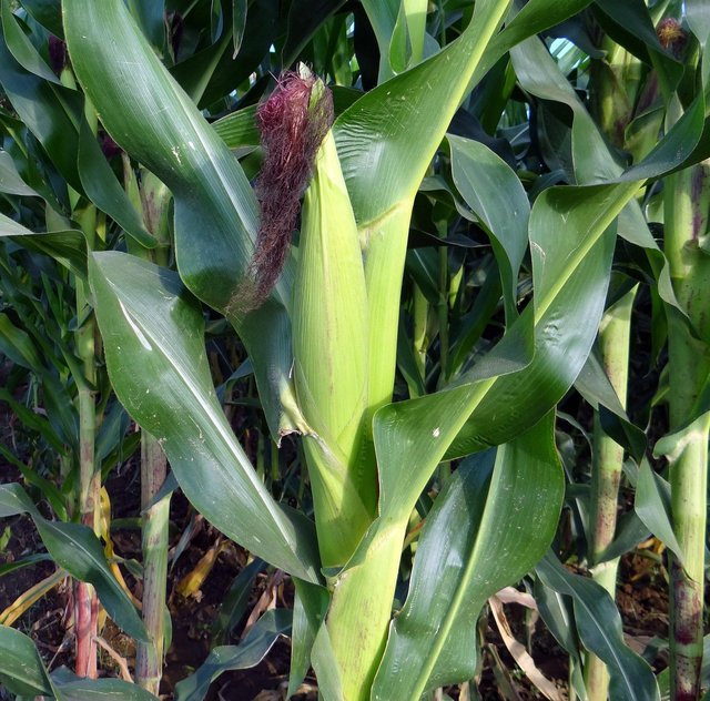 maize-272896_1280.jpg