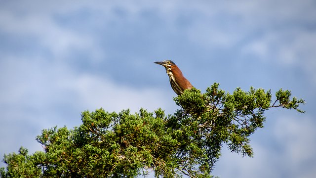 3 Green Heron1.jpg