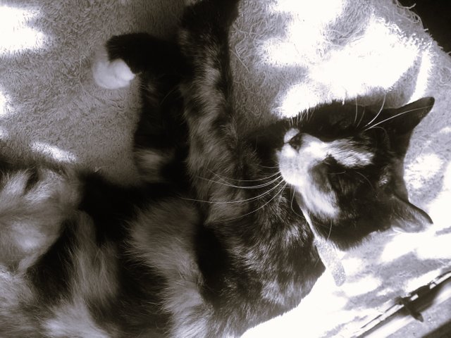 Cat Photography, B&W Tinkerbell Garden Blue Towel Rest Sunbathing Upsidedownview, June 1 2017.jpg