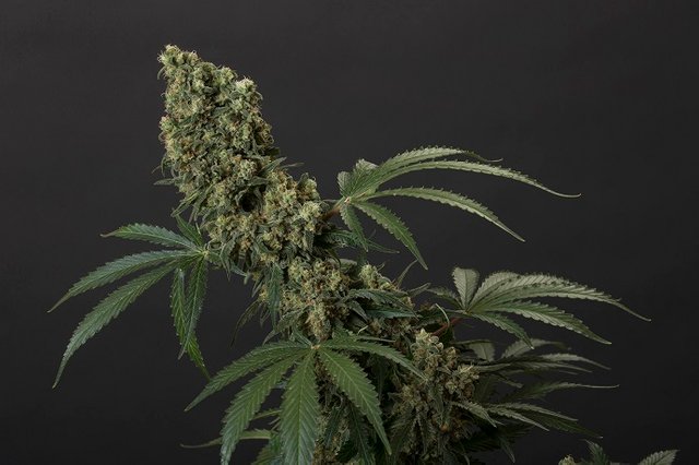 Cannabis-sativa.jpg