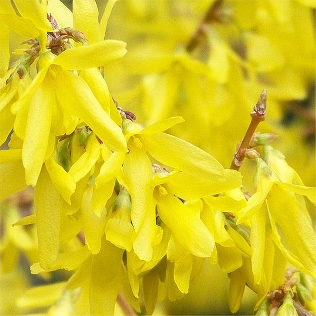 forzicija-forzicija-forsythia_5e52c225e341b.jpg