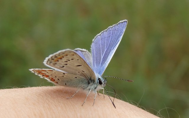 Бабочка на руке3.jpg