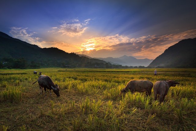 buffalo-on-the-rice-field-3344519_1280.jpg