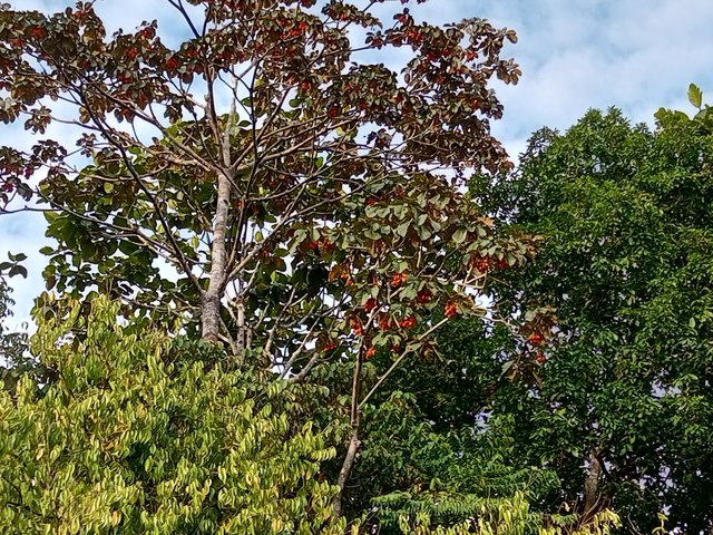 IMG_20250703_173739_425.jpg