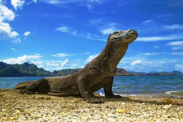 5-Beautiful-Places-to-Visit-in-Indonesia-Other-Than-Bali-Komodo-Island-Komodo-dragon.jpg