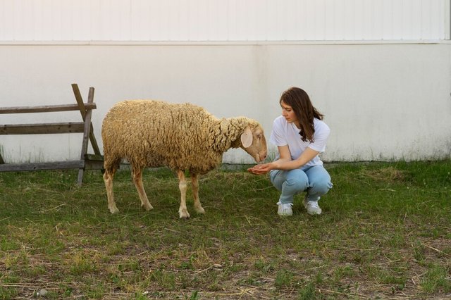 front-view-woman-feeding-sheep_23-2149535206.jpg