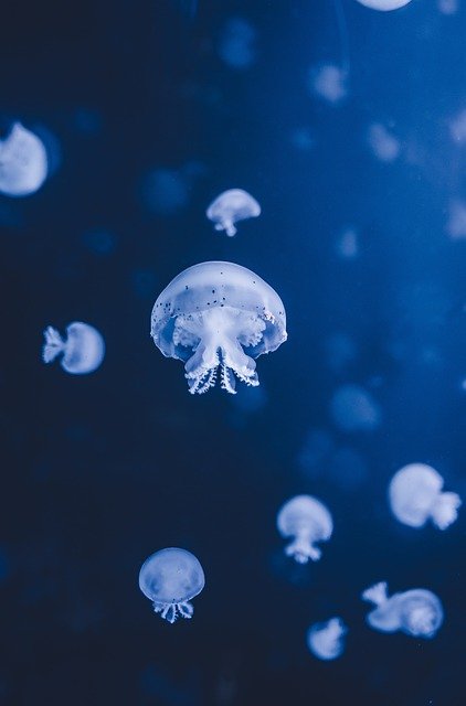 jellyfish-7320516_640.jpg