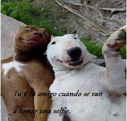 tu y tu amigo para tomar un selfie.png