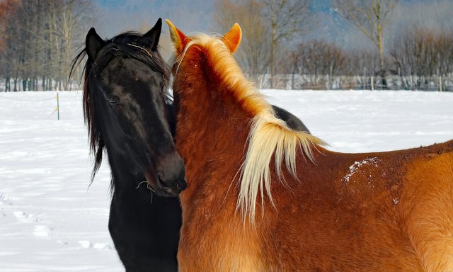 horses-2472804_1920.jpg