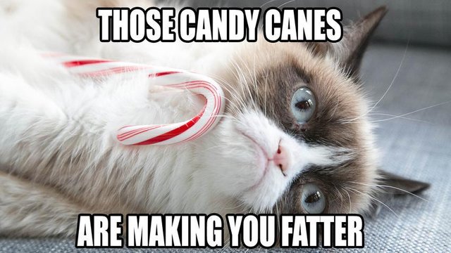 006_best-Grumpy-Cat-memes.jpg