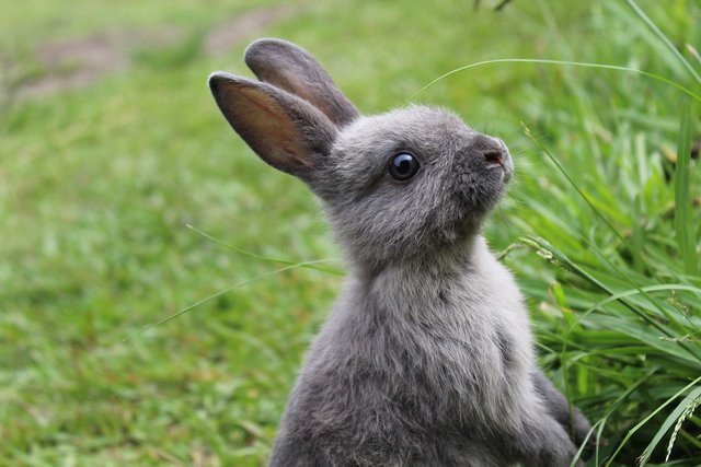 rabbit-4813172_1280.jpg