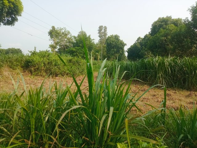 প্রকৃতি (2).jpg