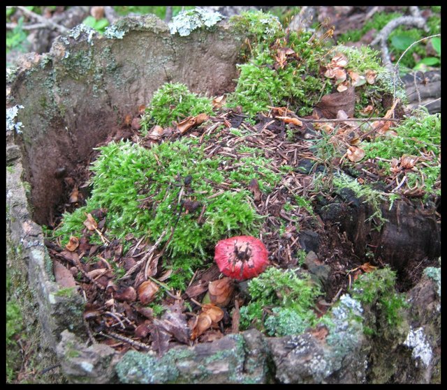 character stump with little red mushroom on it.JPG
