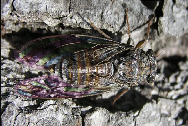Cicadetta luculenta.png