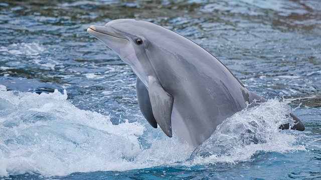 dolphin-7253461_1280.jpg