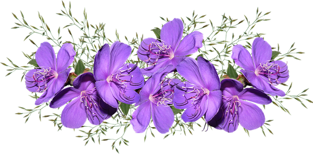 flowers-3984046__340.png