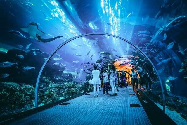 cover-for-aquarium-in-dubai.jpg