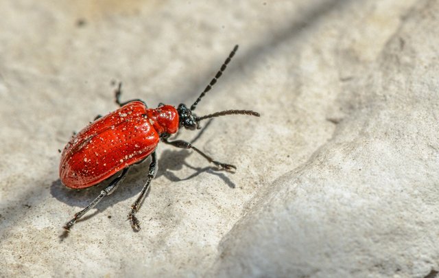 scarlet-lily-beetle-6389888_1280.jpg