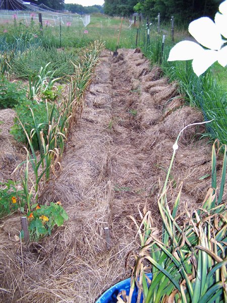 Digging garlic - 2 rows done2 crop July 2019.jpg
